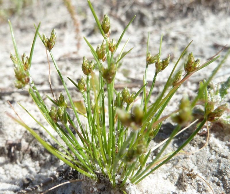 Ficinia marginata