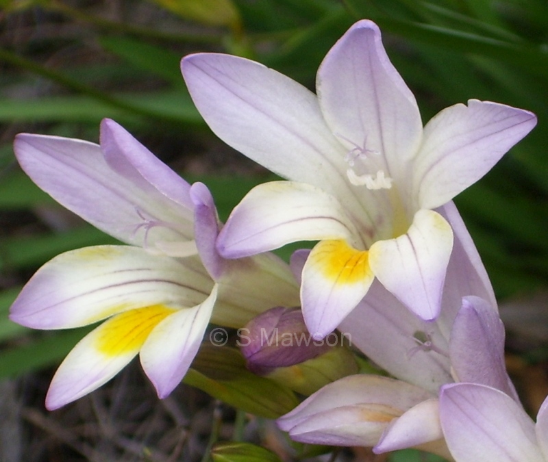 Freesia aff leichtlinii