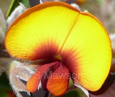 Gastrolobium capitatum