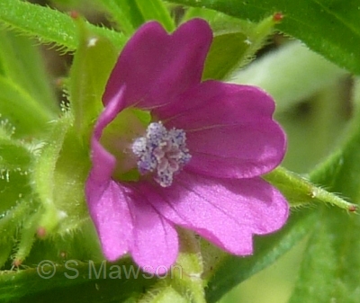 Geranium dissectum