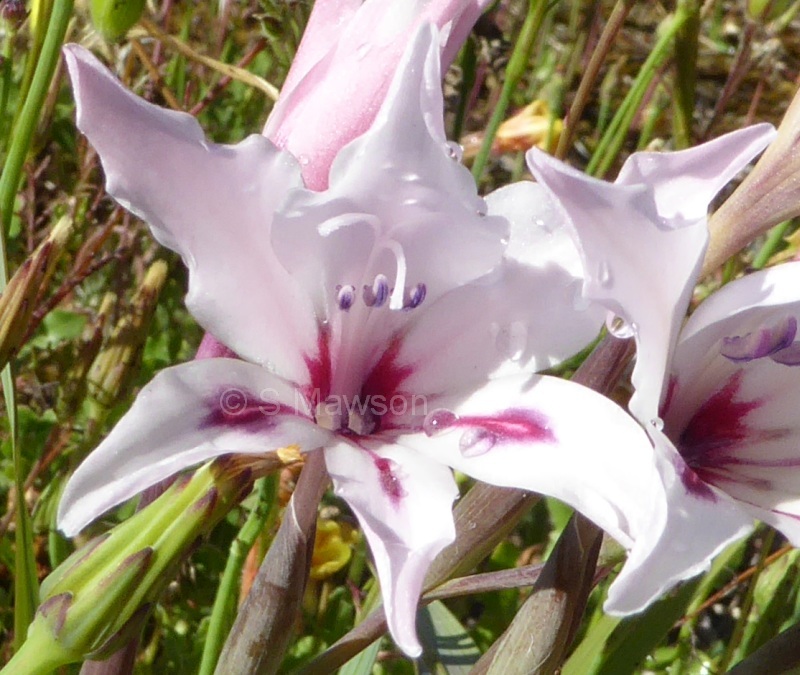 Gladiolus angustus