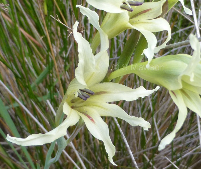 Gladiolus undulatus