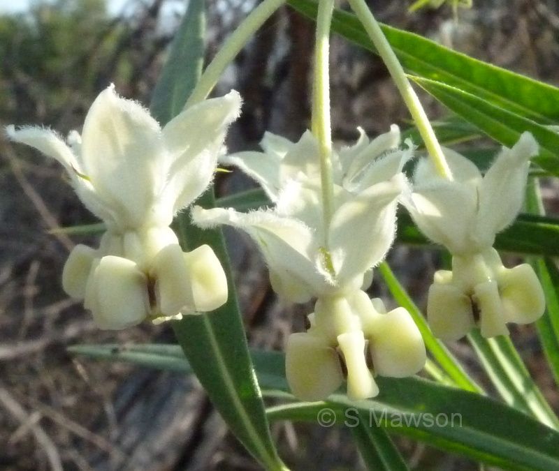 Gomphocarpus fruticosus