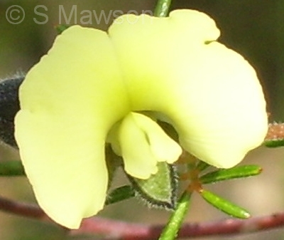 Gompholobium tomentosum