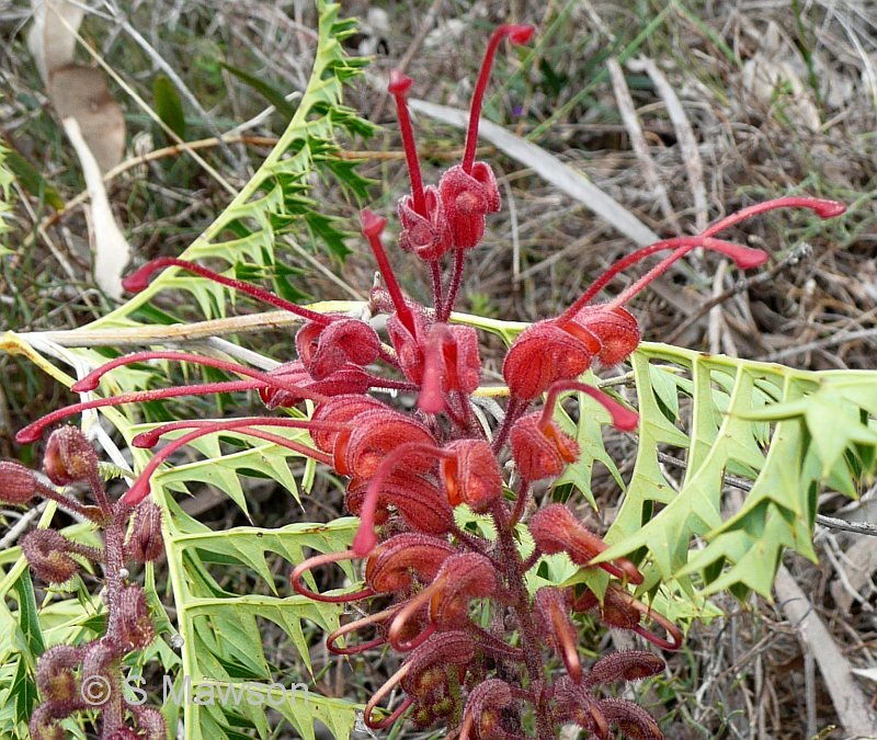 Grevillea bipinnatifida