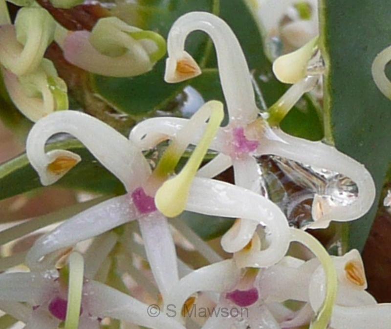 Hakea prostrata
