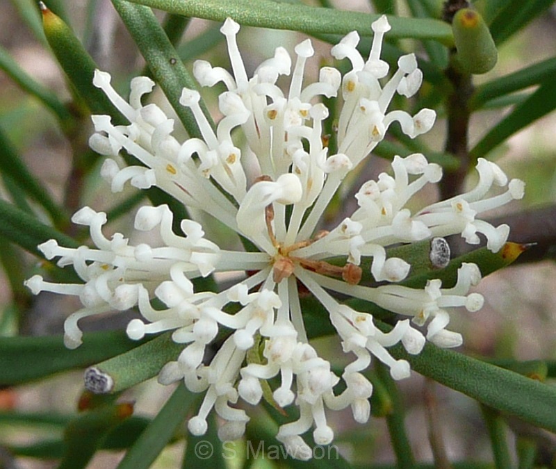 Hakea varia