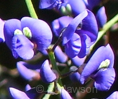 Hardenbergia comptoniana