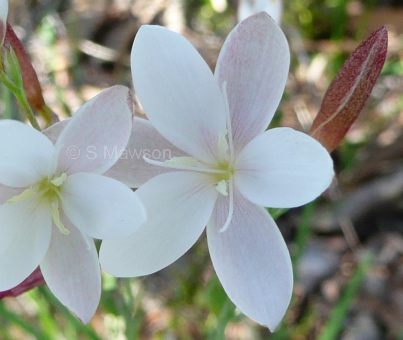 Hesperantha falcata