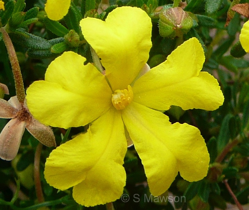 Hibbertia hypericoides