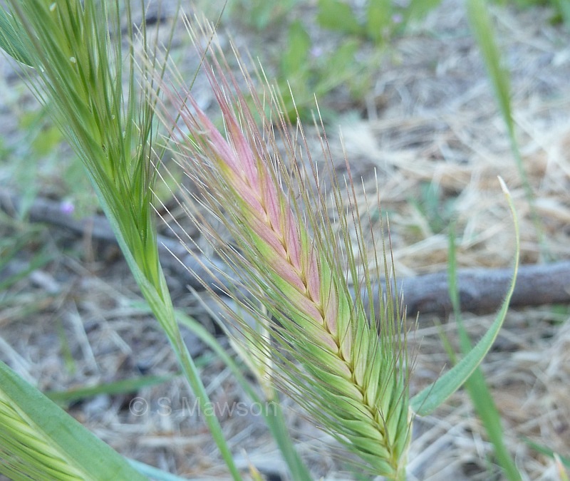 Hordeum leporinum