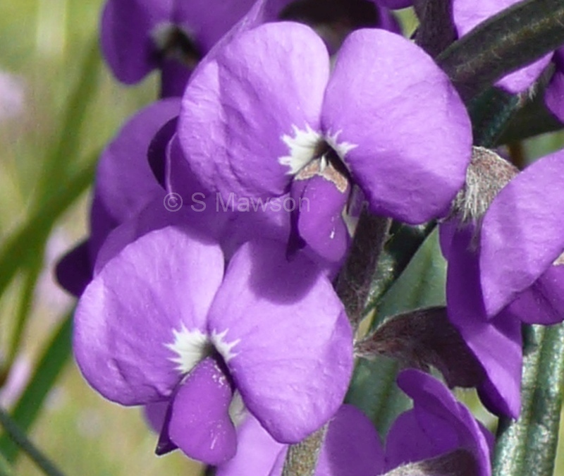 Hovea trisperma