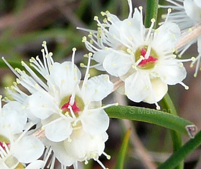 Hypocalymma angustifolium