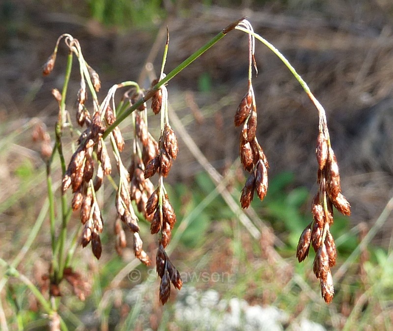 Hypolaena exsulca