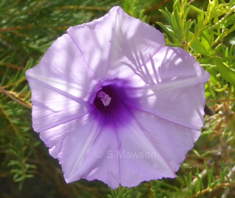 Ipomoea cairica