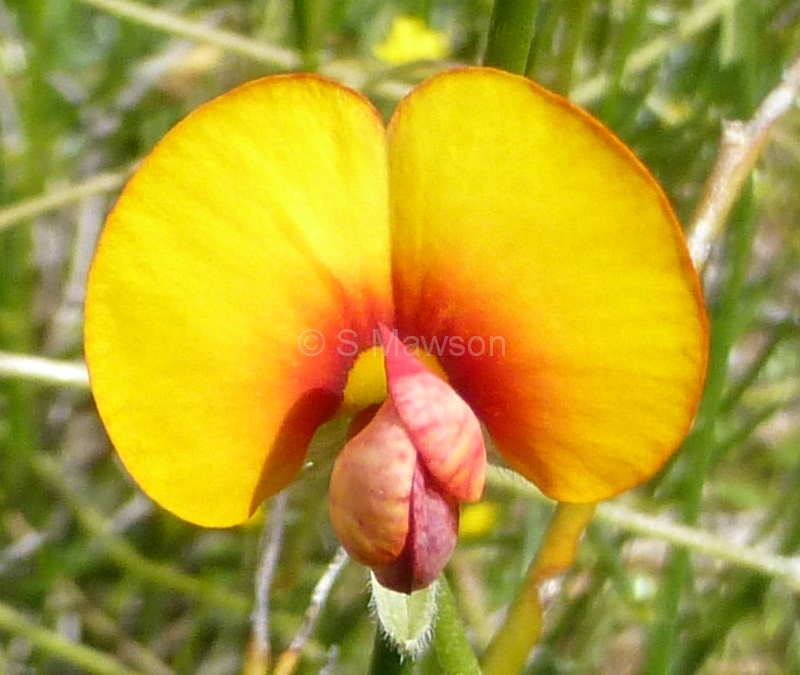 Isotropis cuneifolia