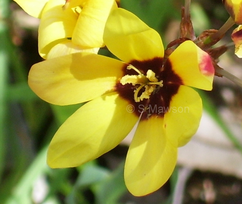 Ixia fuscocitrina