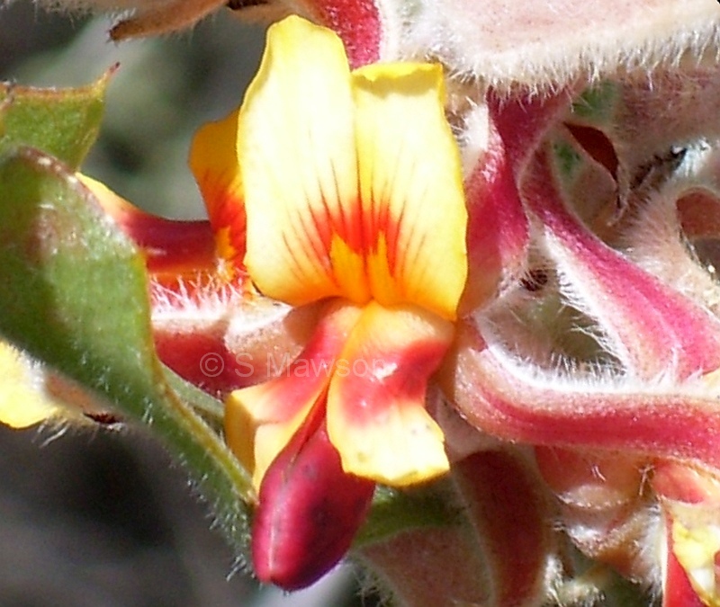 Jacksonia floribunda