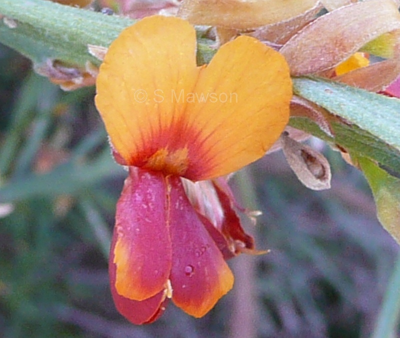 Jacksonia furcellata