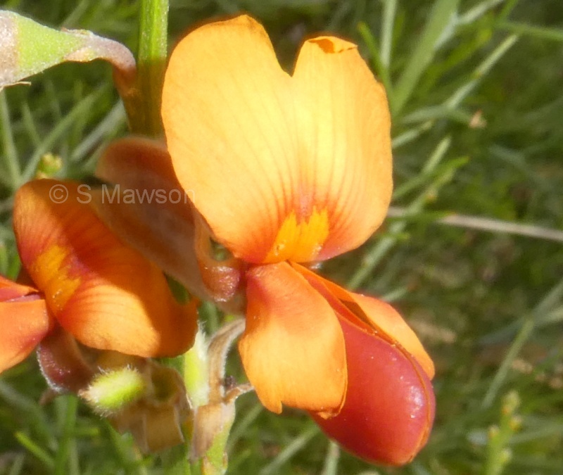 Jacksonia gracillima