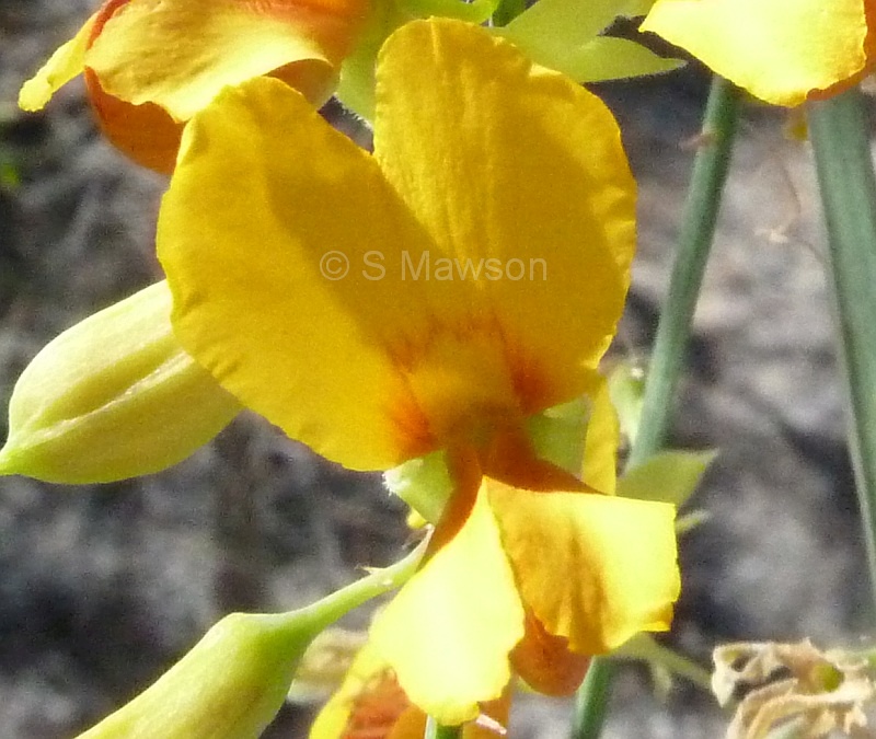 Jacksonia sternbergiana