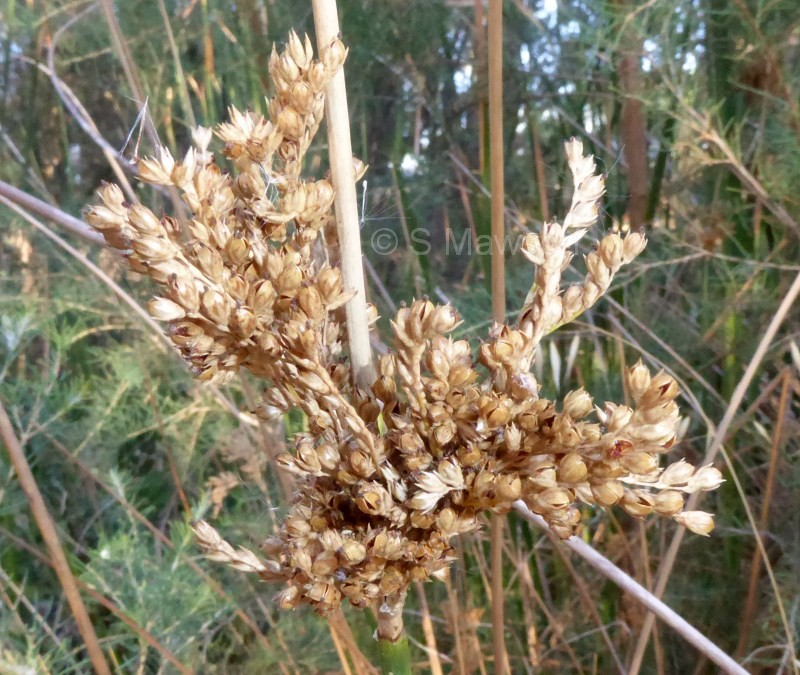 Juncus pallidus