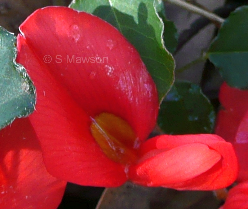 Kennedia prostrata