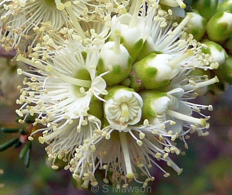 Kunzea glabrescens