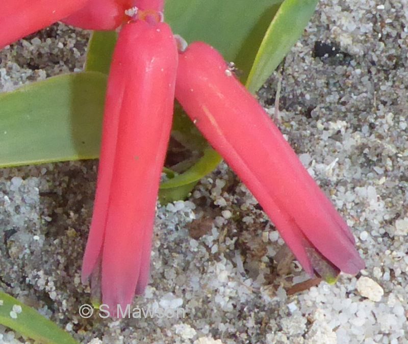 Lachenalia bulbifera