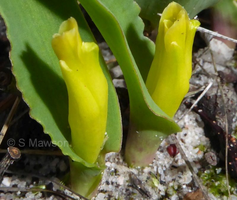 Lachenalia reflexa