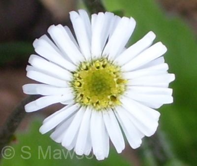 Lagenophora huegelii