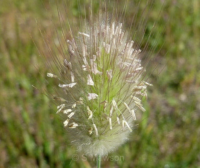 Lagurus ovatus