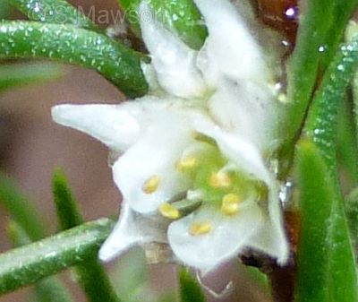 Laxmannia sessiliflora