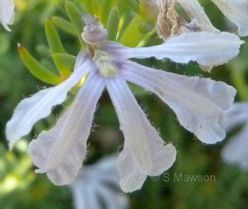 Lechenaultia floribunda