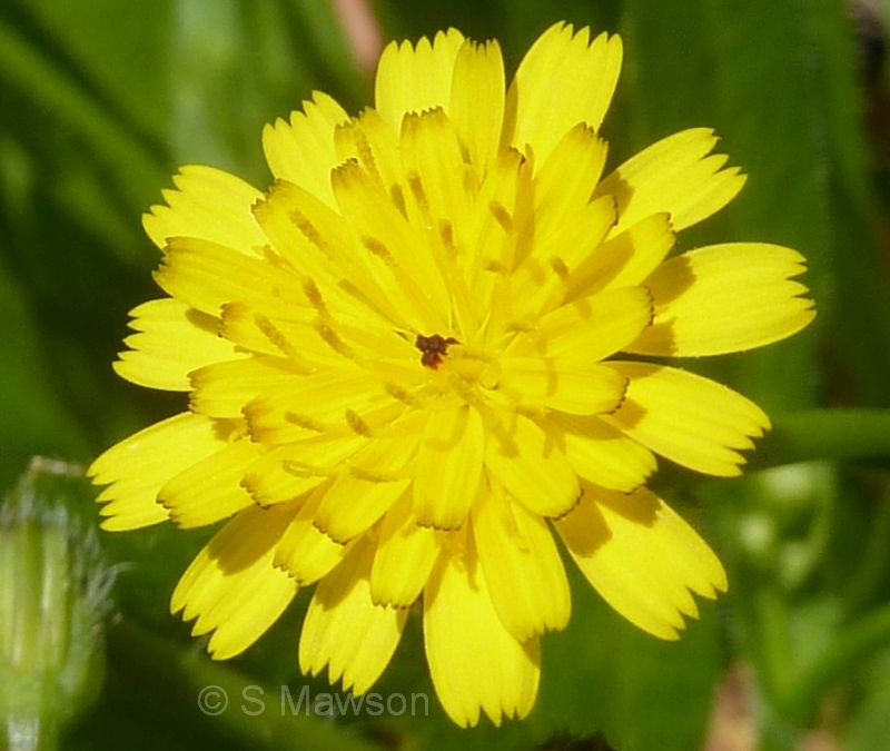 Leontodon rhagadioloides