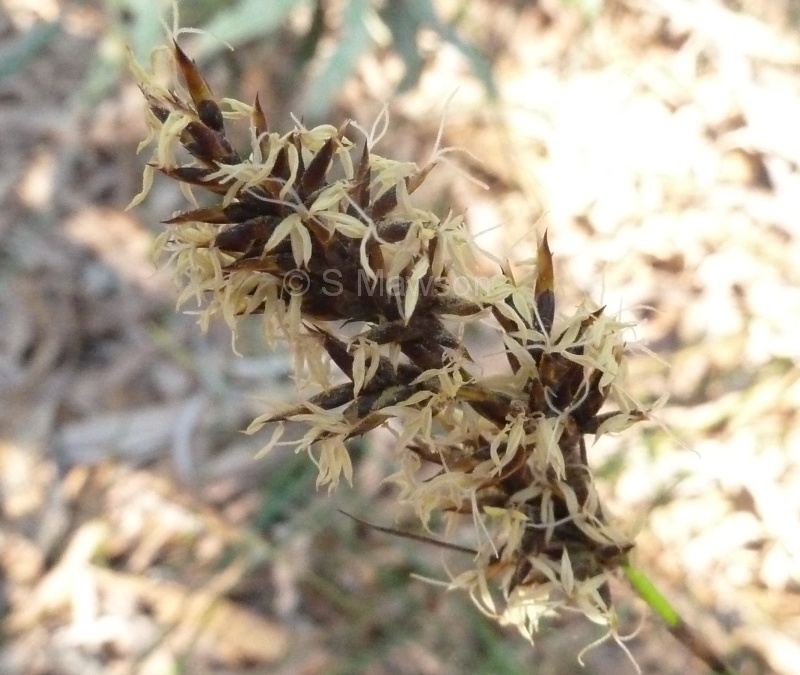 Lepidosperma scabrum