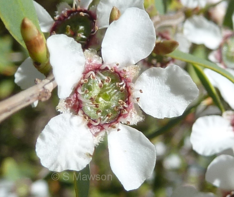 Gaudium laevigatum
