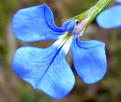 Lobelia tenuior