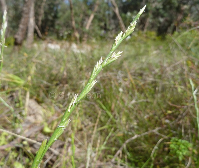 Lolium rigidum
