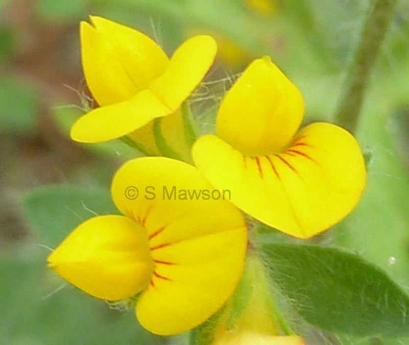 Lotus subbiflorus