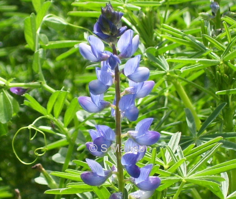 Lupinus cosentinii
