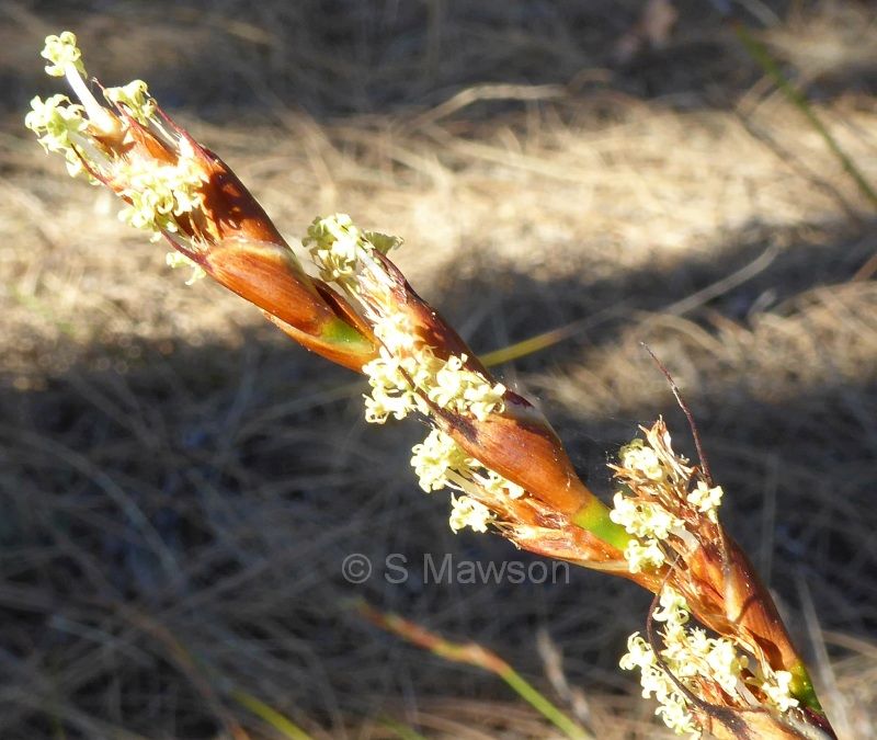 Lyginia barbata (male)
