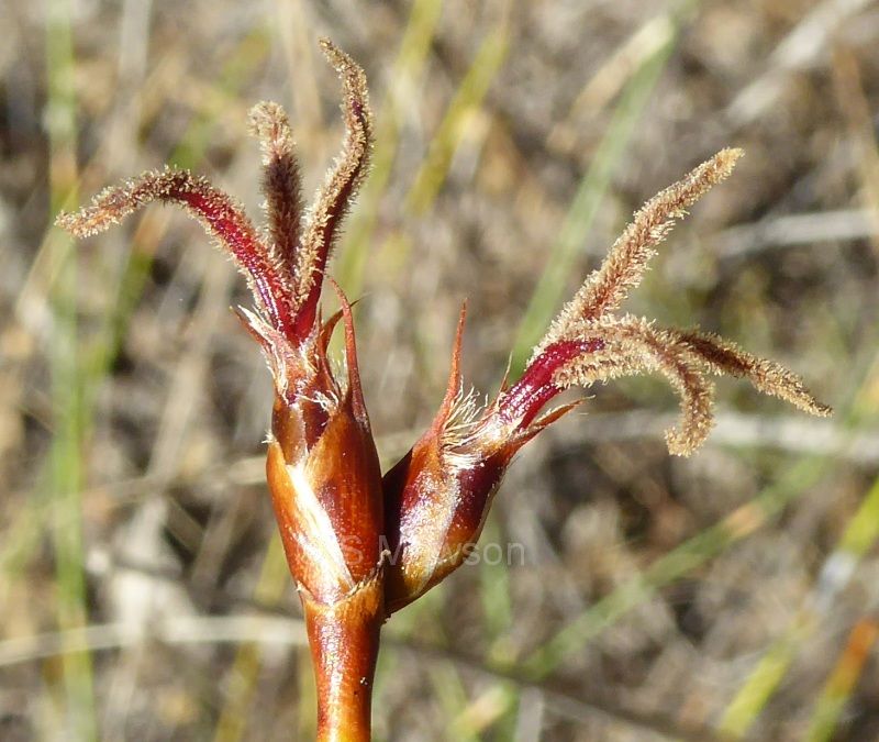 Lyginia barbata (female)