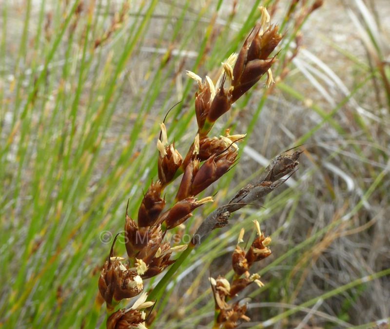 Lyginia imberbis (male)
