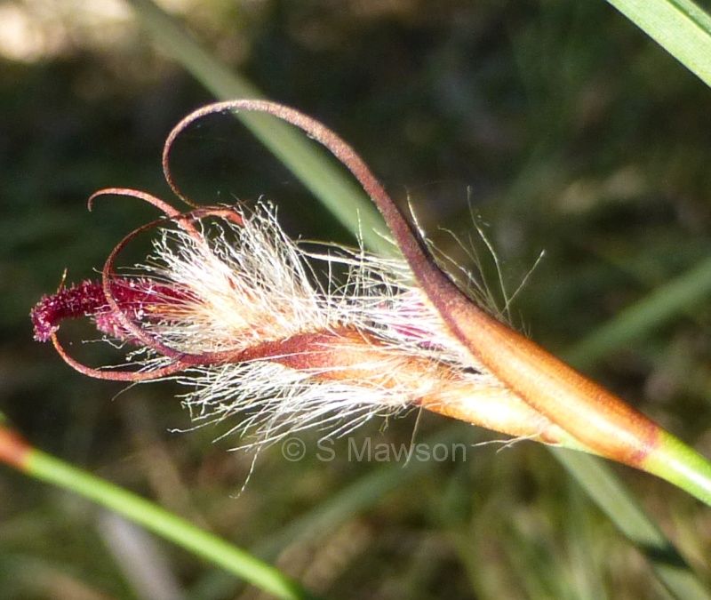 Lyginia imberbis (female)