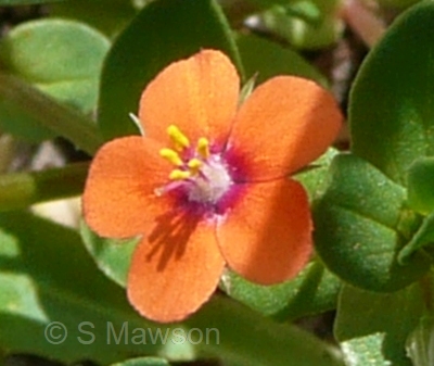 Lysimachia arvensis