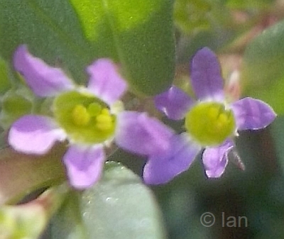Lythrum hyssopifolia