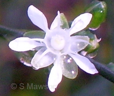 Macarthuria australis