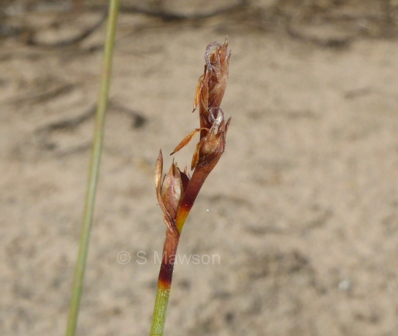 Machaerina juncea