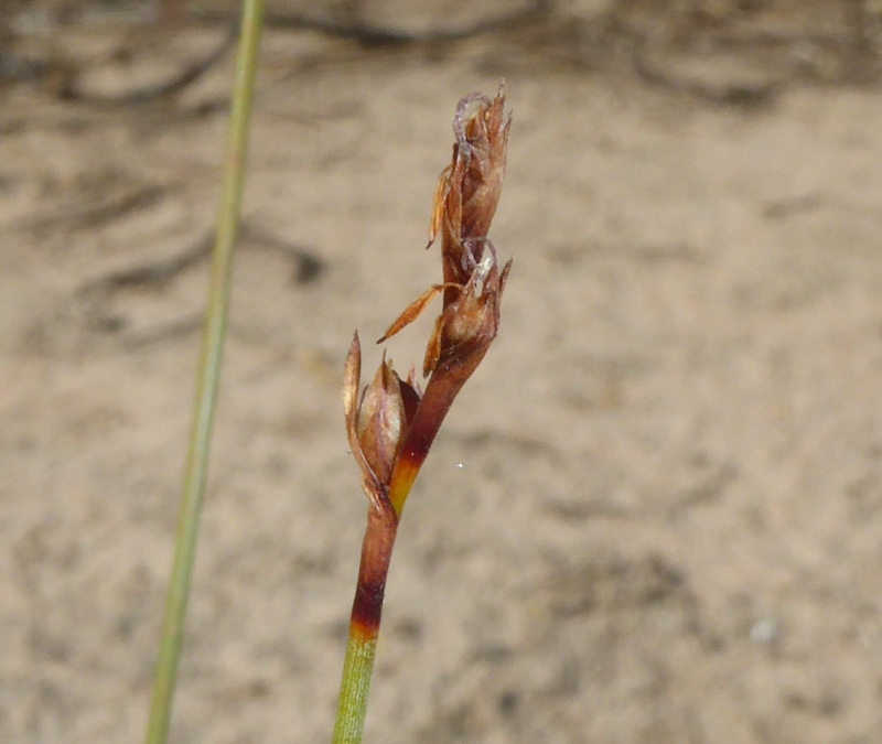 Machaerina juncea